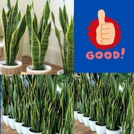 Tanaman Lidah Mertua Hidup, Tanaman Lidah Mertua Jumbo, Tanaman Lidah Mertua Jumbo Super