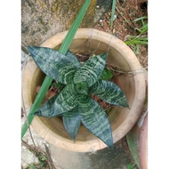 dwarf snake plant air purifier plant