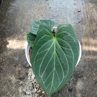 anthurium king of spades / baby hu /tanaman hias /kuping gajah