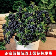 [3.6,000 People Collection] That Year's Result Blueberry Tree Fruit Seedlings Earth Planting with Fl
