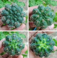 [ถูกที่สุด]แคคตัสยิมโนบัลเดียนั่ม Gymnocalycium Baldianum กระบองเพชร ไม้อวบน้ำ cactus succulent