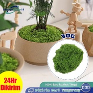 Eternal Moss 30g Moss Dried/ Long-Lasting Moss Decoration Moss/ Clear Moss Dried Moss buatan