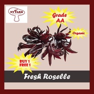 (FROM FARM) Organic Fresh Roselle/Roselle Segar/Bunga Roselle (BUY 1 FREE 1)