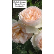 Ownroot Rose Id Michele Morgan - Wangi, Shrub (pic 14July)