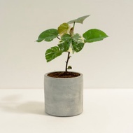 斑葉黃槿│泥作系列│福所栽