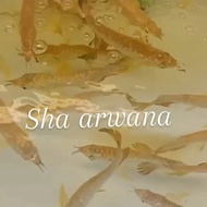Arwana Golden 24K Ikan Arwana Original