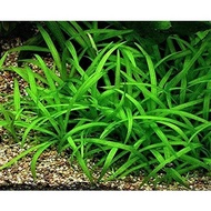 Sagitaria subulata dwarf - Tanaman karpet Aquascape Low Co2 - Easy Tumbuhan Air Hidup Hiasan Dekoras