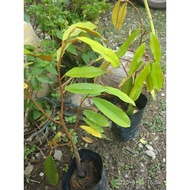 anak pokok musang king