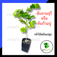 ต้นจามจุรี  หรือ ต้นก้ามปู กล้าไม้พร้อมปลูก  ไม้เศรษฐกิจ ไม้ป่า ใบสามารถทำปุ๋ยได้ TAWEE PANTMAI