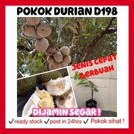 RINA • anak pokok durian D198 • kawin Kim hong fruit sapling outdoor plant fruits tree cepat berbuah hybrid kimhong