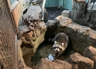 高鐵自由行-台北親子飯店自選｜贈動物園門票