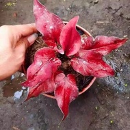 Bonggolan Keris Merah CALADIUM KELADI KALADI CALADIUM IMPORT THAILAND