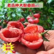 農家大粉番茄種子 種籽毛粉柿子大粉番茄苗老品種農家四季陽臺菜園基地