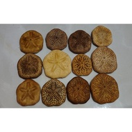 Dollar sand Laganum 1 pcs