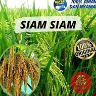 Benih Padi Unggul Siam-Siam Thailand Bibit Padi
