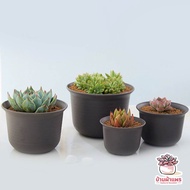 [ ZB-04 ] กระถางทรงจีน 6 นิ้ว กระถางพลาสติก แคคตัส กระบองเพชร ไม้อวบน้ำ Cactus&amp;Succulent