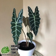 Tanaman Hias Keladi Amazon - Keladi Tengkorak - Caladium Amazon