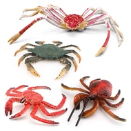 Simulation Sea Animal Crab Model Children's Science Education King Crab Spider Crab Static Desktop D
