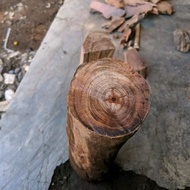 bahan kayu gaharu atau kayu raja Agatis tembus cahaya