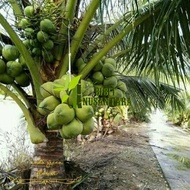 Bibit kelapa hibrida hijau pendek bisa berbuah / kelapa hijau hibrida