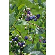 anak pokok blueberry stok ready dan murah