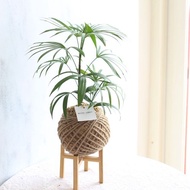 PD26觀音棕竹大苔球 / 室內植栽 居家佈置