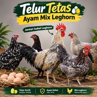 Isabel Leghorn Male Mix Chicken Hatching Eggs