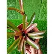 (TAMAN SARI LANDSCAPE) Fireball bromeliad plant (real plant)