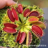 /现货/捕蝇草种子食人花猪笼草盆栽食虫花种子食蝇草花种籽Venus flytrap seed cannibal flower pitcher plant potted insectivorous pl