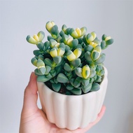 SgSELLERT Antler Begonia Variegated Snowflake Pine Variegated Succulent Plant Balcony Succulent Gree