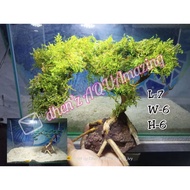 ♞,♘bonsai tree for aquarium design random design