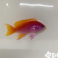 IKAN HIAS AIR LAUT ANTHIAS BIMAC