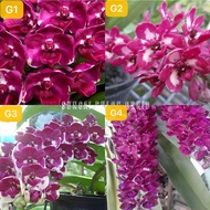 Rhynchostylis Gigantea Ochid | Orkid Ekor Musa/Tupai | 狐尾兰  Without flower