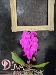 Bunga Anggrek Bulan  Hidup //Premium Anggrek
