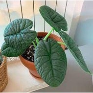 Alocasia Melo : The Alocasia Rugosa In Pot