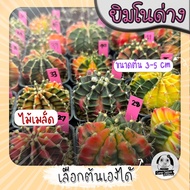 ต้นยิมโนด่าง เลือกต้นได้ LBHBด่าง (gymnocalycium) Set P - กระบองเพชร ราคาถูก🌵แคคตัส🌵