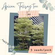 AFRICAN TALISAY TREE Seeds (3 seeds) for Planting / Gardening