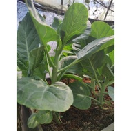 F1 Hyb Chinese Kale
5g +FOC 1g  $3.00

