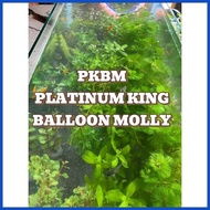 ♆ ➔ ❈ AQUARIUM PLANTS AND DECOR FOR PKBM(PLATINUM KING BALLOON MOLLY)
