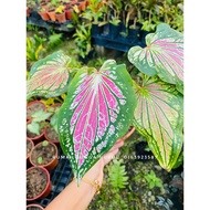 CALADIUM KELADI THAI BEAUTY