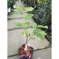 Durian custard apple tree