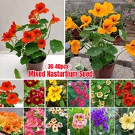 [Fast Germination] 30-40pcs/pack Rare Edible Colorful Nasturtium Double Flower Seeds for Planting Benih Pokok Bunga