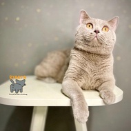 kucing british shorthair jantan