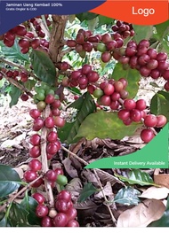 BIJI MENTAH KOPI ROBUSTA PANGANDARAN