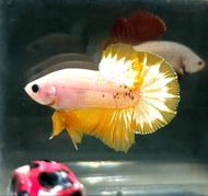 Yellow Fancy Halfmoon Plakat HMPK Betta Fish / Ikan Laga/ 斗鱼 (Not random fish）