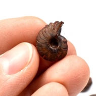 Natural Pyrite Ammonite Ammonite Leaf Ammonite Conch Ancient Biological Fossil Teaching Popular Scie