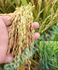 Benih bibit padi AMAZONE 218 TERBARU 5kg