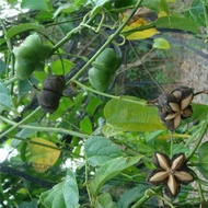 Ready Stock Fast Shipping Bulk Sacha Inchi Seed Oil Vine Herbal Material Star Oil Vine Edible Sacha 