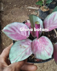 Tanaman Hias Calathea Silver / Tanaman Hias Calathea Silver Plate / Calathea Silver