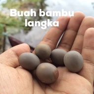 Herbal Biji Kebiul / Gorek Kihiang Matahiang Kebiul,kalaloyang, bagore